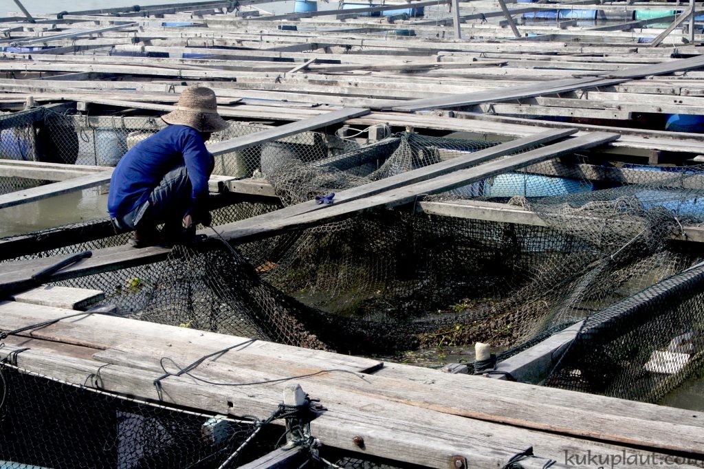A Worker on a fish farm doing his daily activity