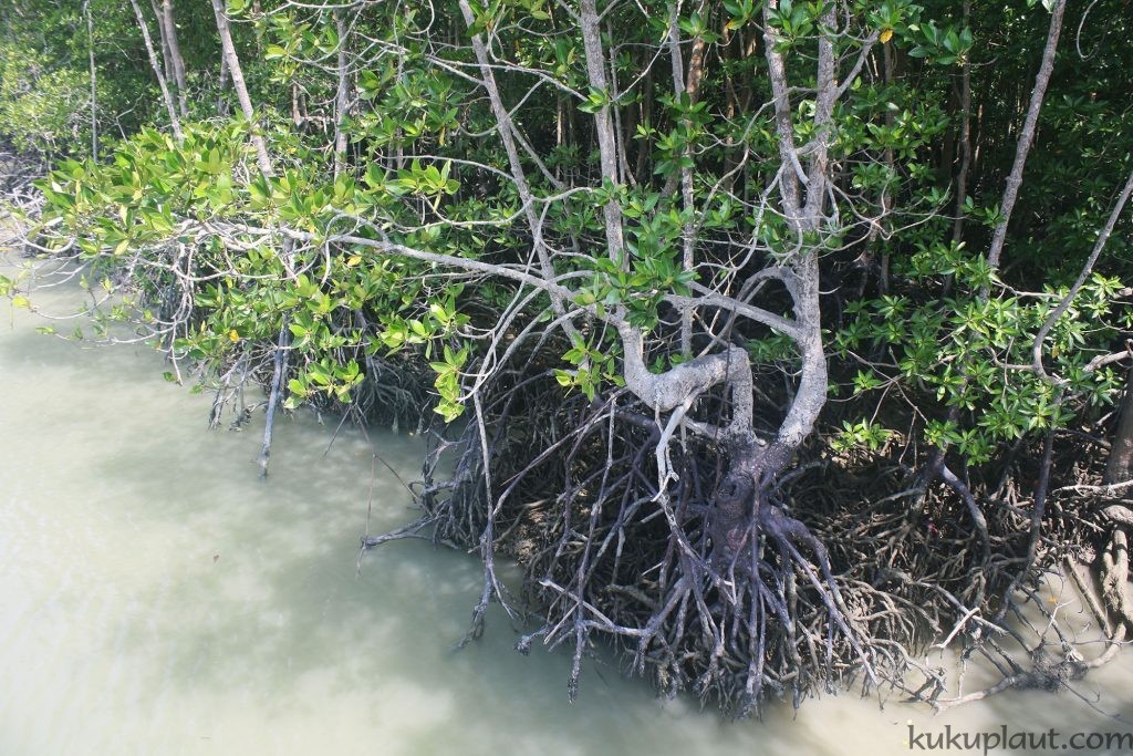 Mangrove trees can survive in both land and water