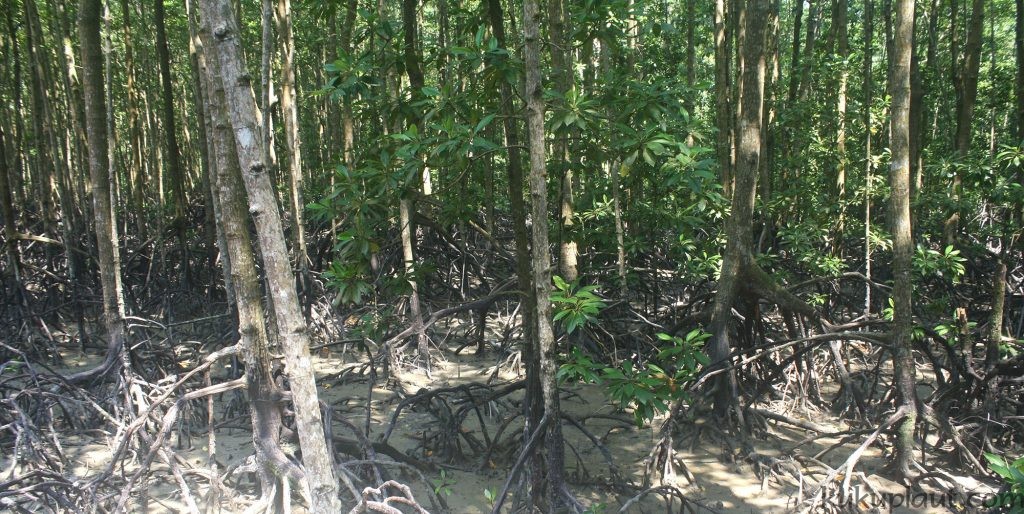Mangrove forests are effective coastal barriers